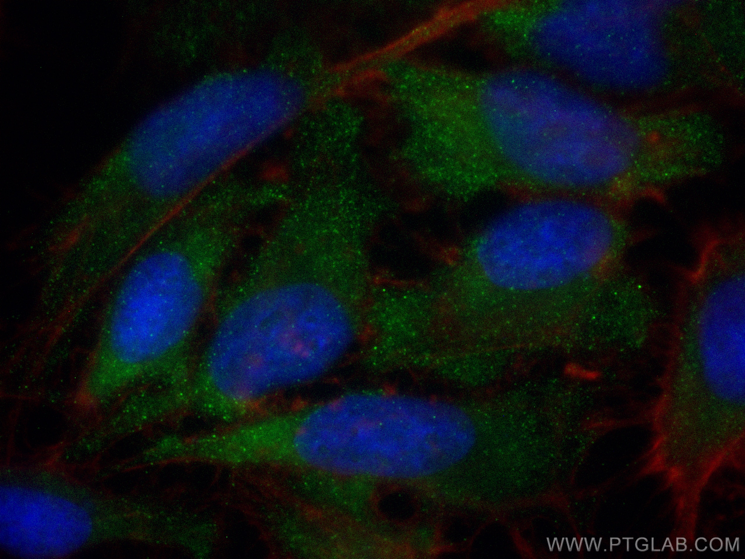 Immunofluorescence (IF) / fluorescent staining of HeLa cells using LDHC Polyclonal antibody (14546-1-AP)