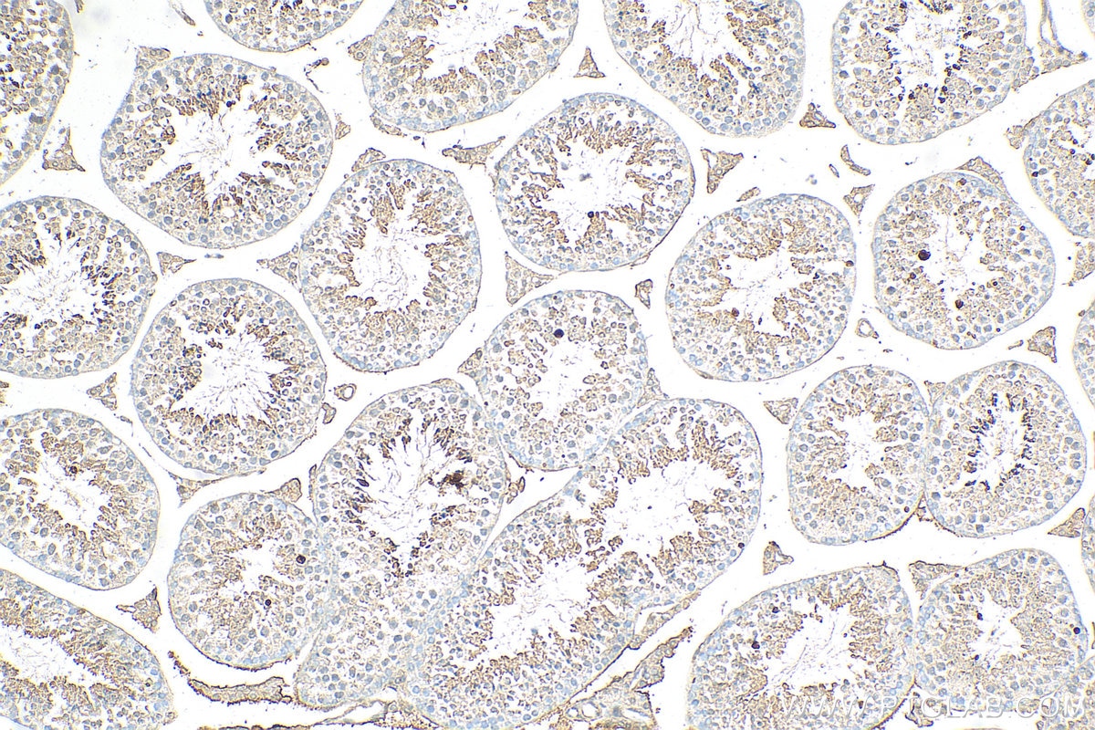 Immunohistochemistry (IHC) staining of mouse testis tissue using LDHC Polyclonal antibody (14546-1-AP)