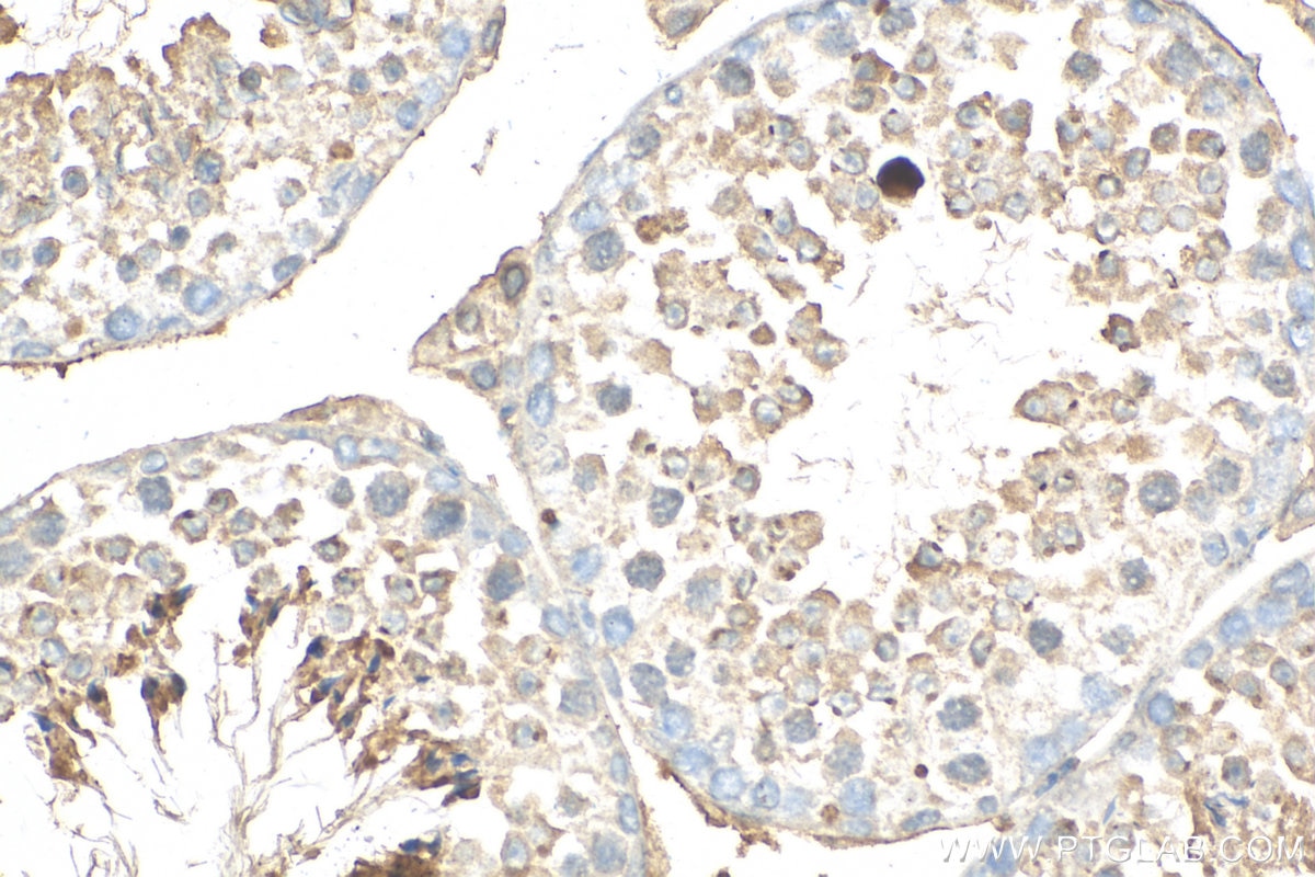 Immunohistochemistry (IHC) staining of mouse testis tissue using LDHC Polyclonal antibody (14546-1-AP)