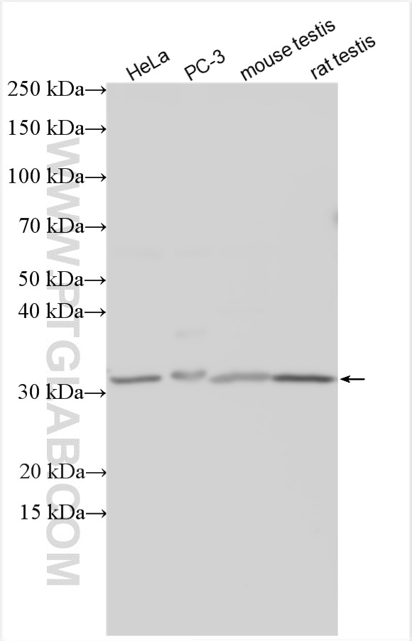 Western Blot (WB) analysis of various lysates using LDHC Polyclonal antibody (14546-1-AP)