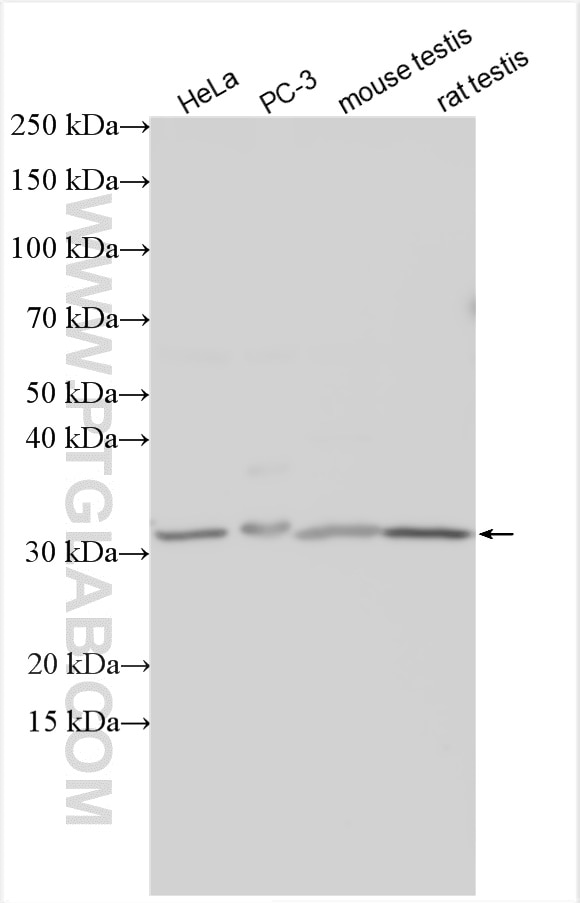 Western Blot (WB) analysis of various lysates using LDHC Polyclonal antibody (14546-1-AP)