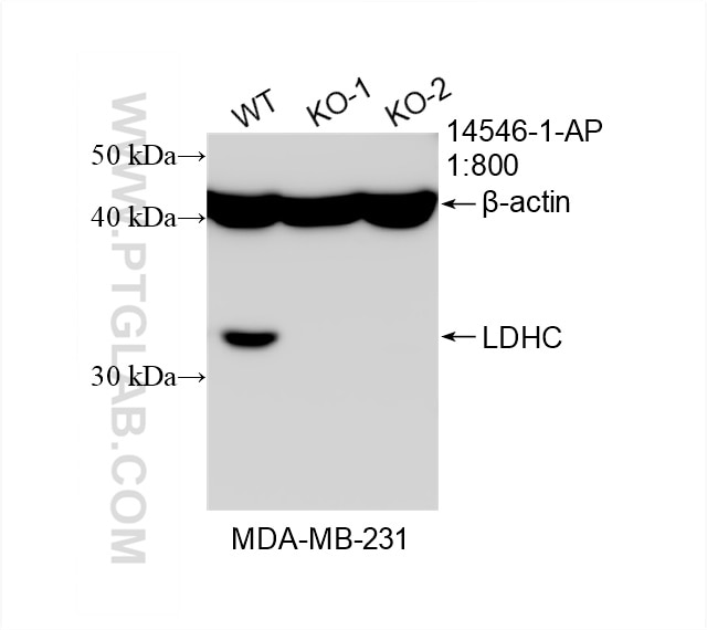 Western Blot (WB) analysis of MDA-MB-231 cells using LDHC Polyclonal antibody (14546-1-AP)