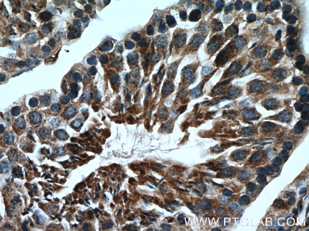 Immunohistochemistry (IHC) staining of mouse testis tissue using LDHC-Specific Polyclonal antibody (19989-1-AP)