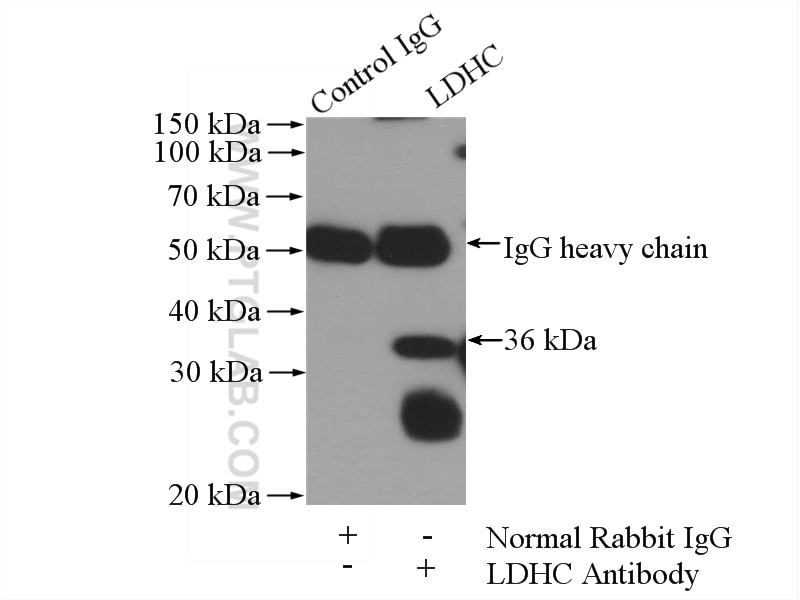 Immunoprecipitation (IP) experiment of mouse testis tissue using LDHC-Specific Polyclonal antibody (19989-1-AP)
