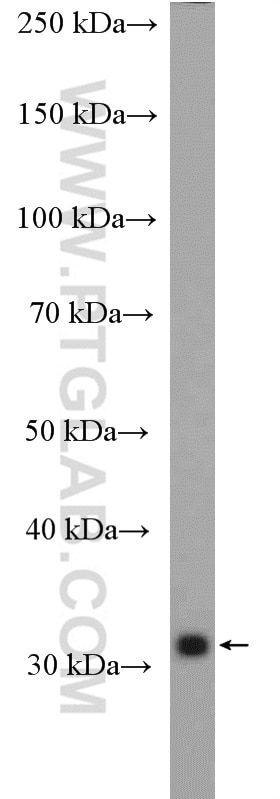 Western Blot (WB) analysis of mouse lung tissue using LDHC-Specific Polyclonal antibody (19989-1-AP)