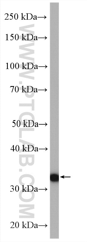 Western Blot (WB) analysis of mouse brain tissue using LDHC-Specific Polyclonal antibody (19989-1-AP)