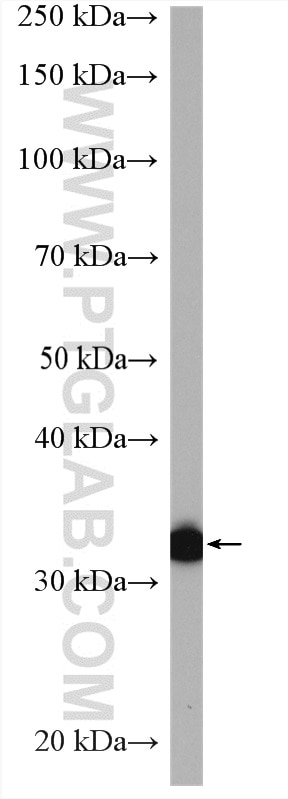 Western Blot (WB) analysis of mouse testis tissue using LDHC-Specific Polyclonal antibody (19989-1-AP)