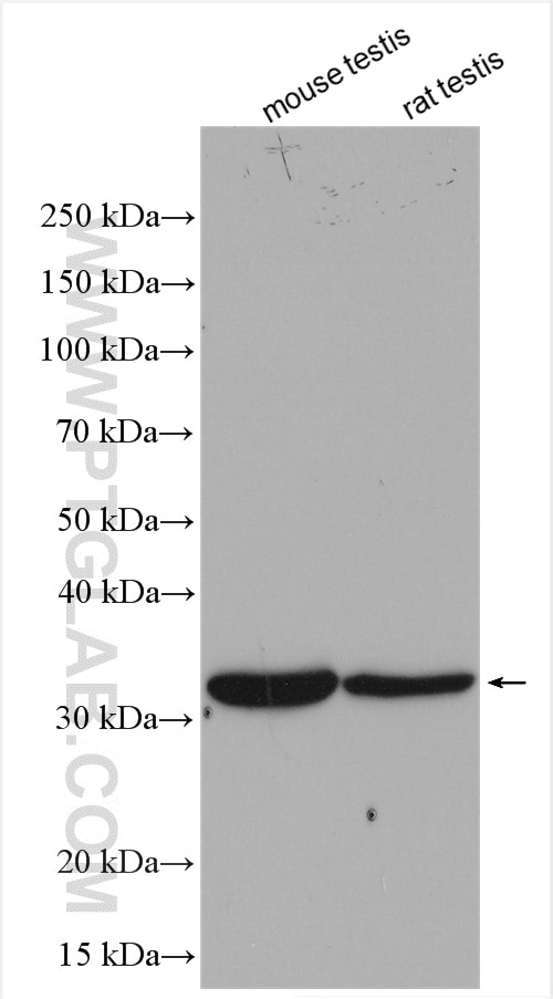 Western Blot (WB) analysis of various lysates using LDHC-Specific Polyclonal antibody (19989-1-AP)