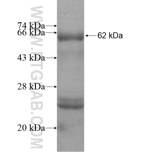 LDHC fusion protein Ag6050 SDS-PAGE