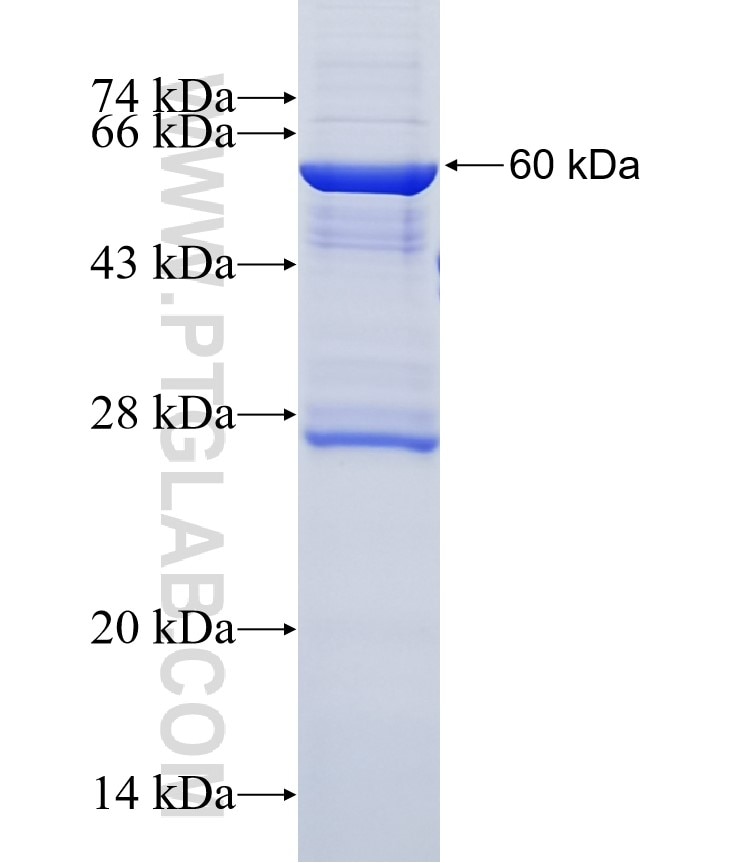 LDHC fusion protein Ag6050 SDS-PAGE