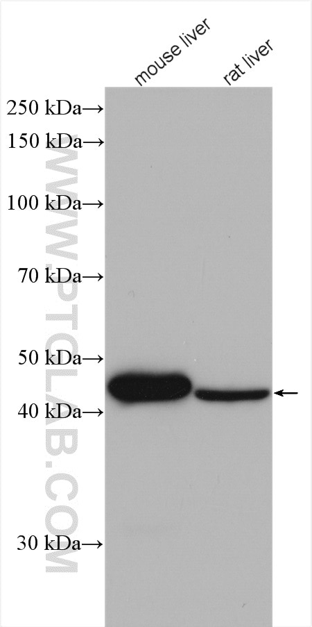 Western Blot (WB) analysis of various lysates using LDHD Polyclonal antibody (14398-1-AP)