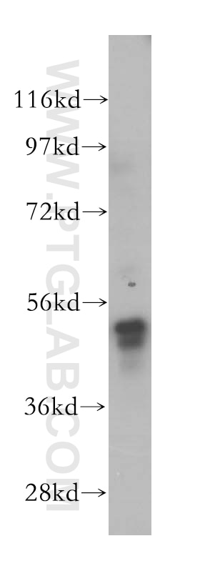 Western Blot (WB) analysis of HepG2 cells using LDHD Polyclonal antibody (14398-1-AP)