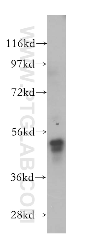 WB analysis of HepG2 using 14398-1-AP