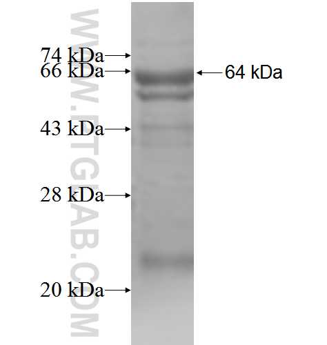 LDHD fusion protein Ag5897 SDS-PAGE