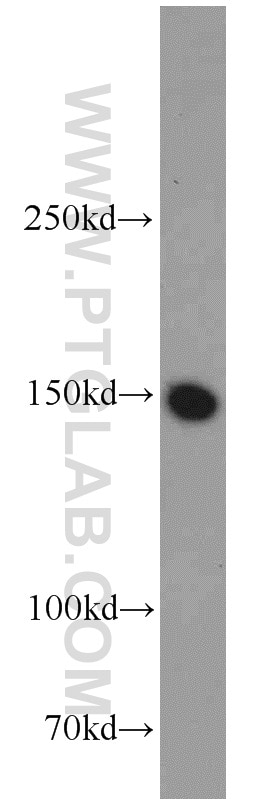 Western Blot (WB) analysis of Raji cells using LDLR Polyclonal antibody (10785-1-AP)