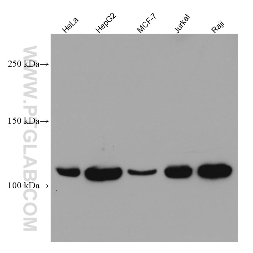 Western Blot (WB) analysis of various lysates using LDLR Monoclonal antibody (66414-1-Ig)