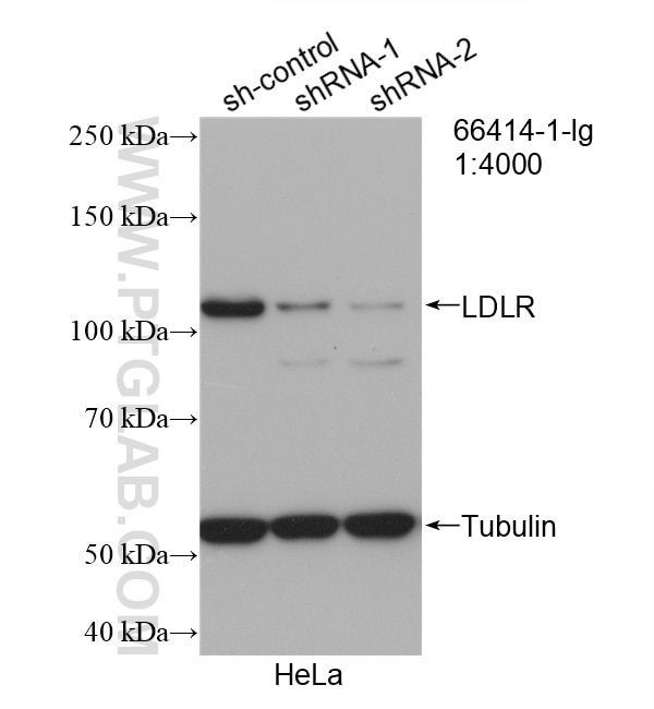 Western Blot (WB) analysis of HeLa cells using LDLR Monoclonal antibody (66414-1-Ig)