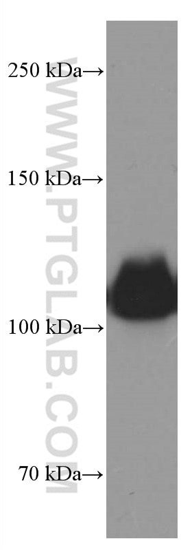 Western Blot (WB) analysis of HEK-293 cells using LDLR Monoclonal antibody (66414-1-Ig)