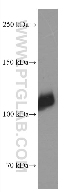 Western Blot (WB) analysis of Jurkat cells using LDLR Monoclonal antibody (66414-1-Ig)