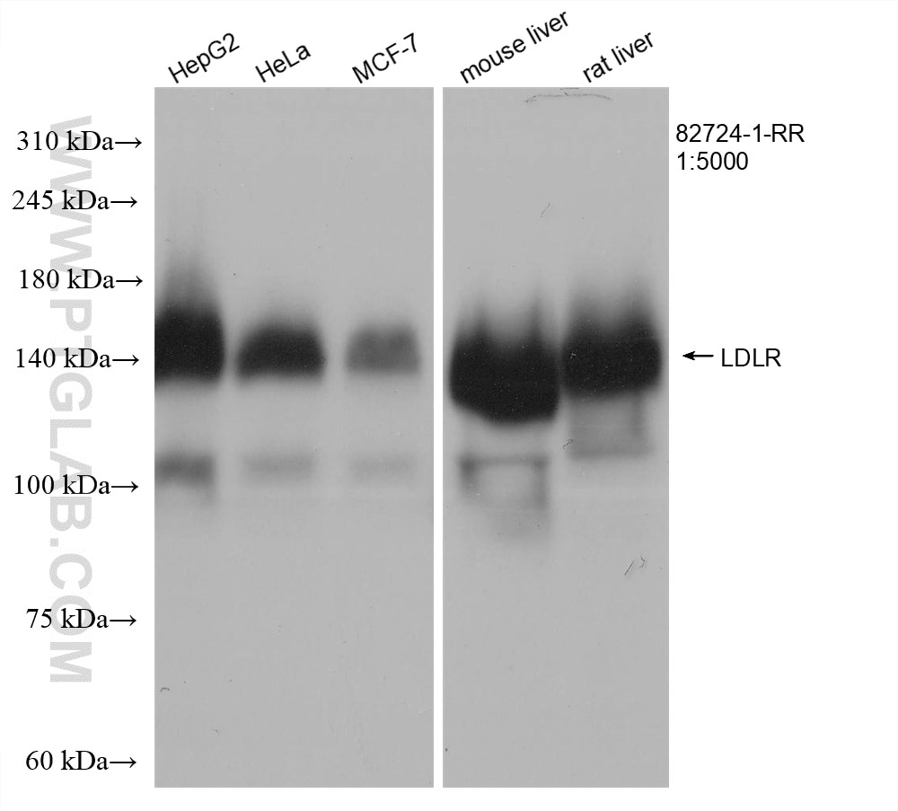 WB analysis using 82724-1-RR