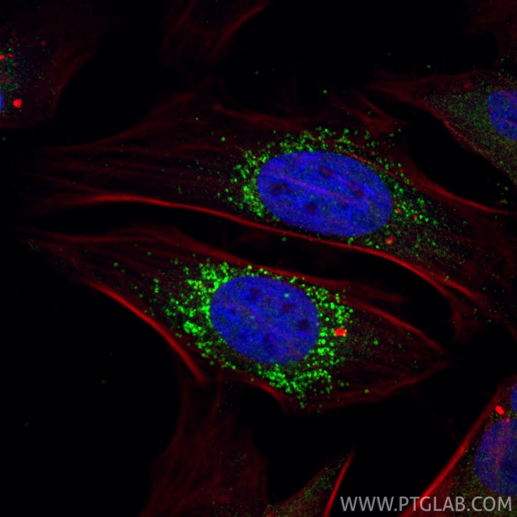 Immunofluorescent analysis of (4% PFA) fixed HeLa cells using CoraLite® Plus 488 LDLR antibody (CL488-82724, Clone: 1O11 ) at dilution of 1:200, CoraLite®594-Phalloidin (red). Immunofluorescence (IF) / fluorescent staining of HeLa cells using CoraLite® Plus 488-conjugated LDLR Recombinant mon (CL488-82724)