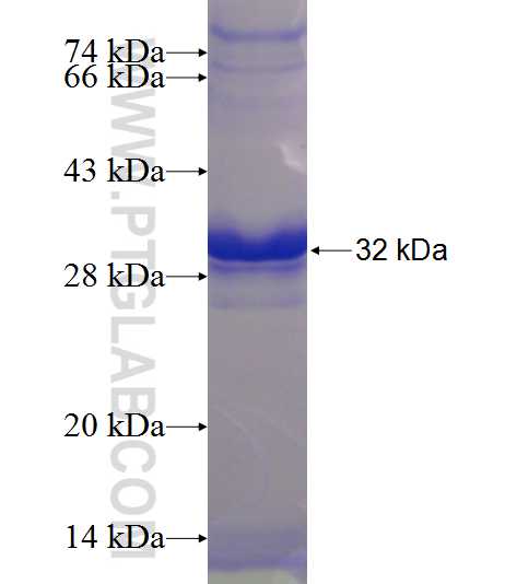 LDOC1L fusion protein Ag23881 SDS-PAGE
