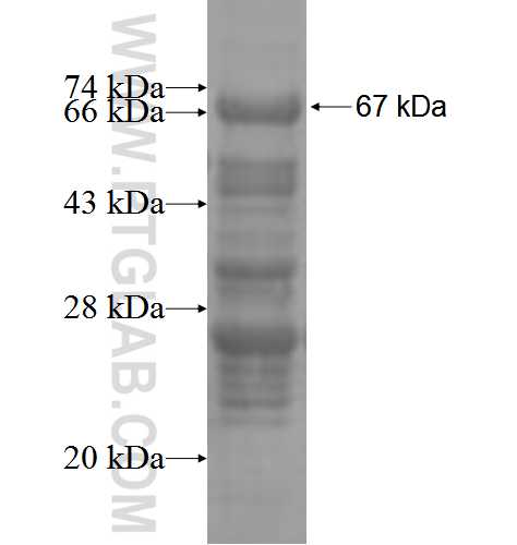 LECT1 fusion protein Ag3819 SDS-PAGE