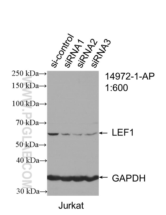 Western Blot (WB) analysis of Jurkat cells using LEF1 Polyclonal antibody (14972-1-AP)