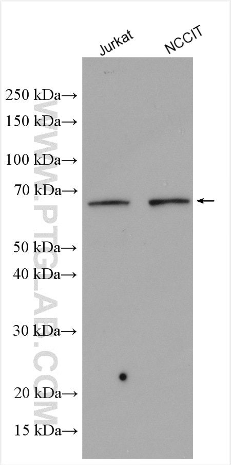 Western Blot (WB) analysis of various lysates using LEF1 Polyclonal antibody (14972-1-AP)