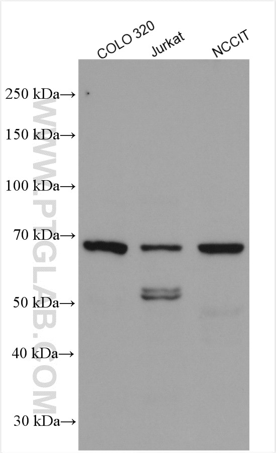 Western Blot (WB) analysis of various lysates using LEF1 Polyclonal antibody (14972-1-AP)