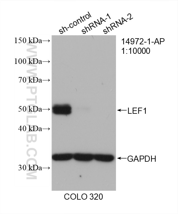 Western Blot (WB) analysis of COLO 320 cells using LEF1 Polyclonal antibody (14972-1-AP)