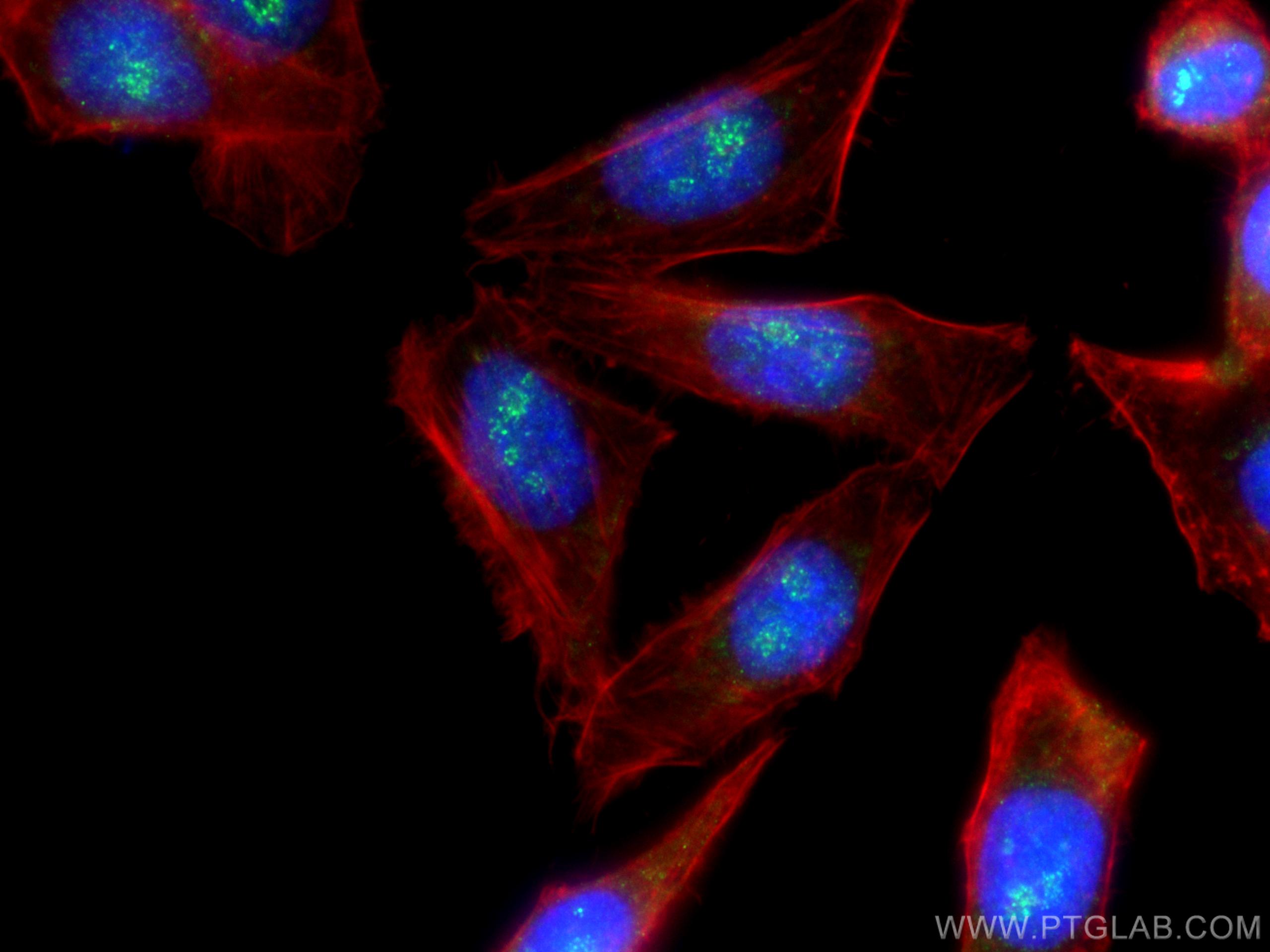 Immunofluorescence (IF) / fluorescent staining of HepG2 cells using LEF1 Polyclonal antibody (28540-1-AP)