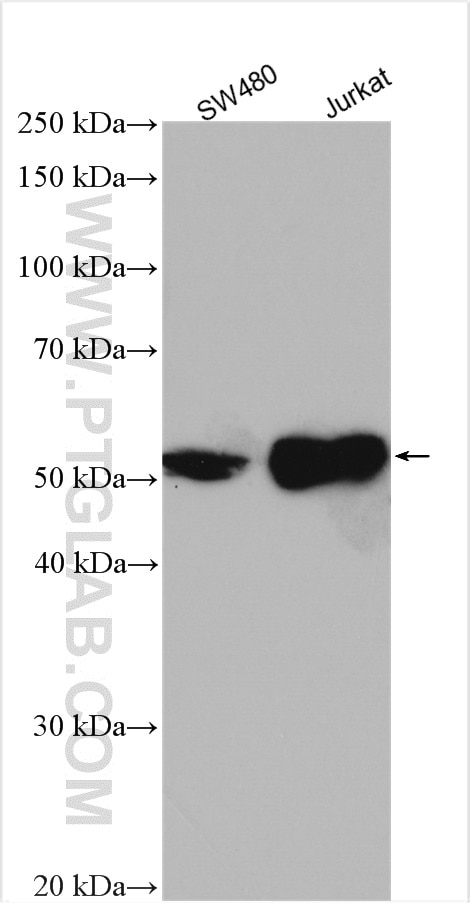 Western Blot (WB) analysis of various lysates using LEF1 Polyclonal antibody (28540-1-AP)