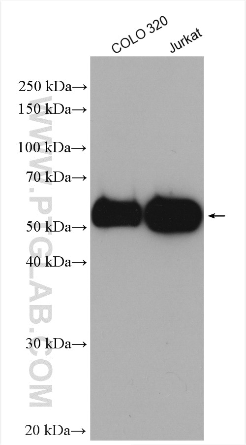 Western Blot (WB) analysis of various lysates using LEF1 Polyclonal antibody (28540-1-AP)