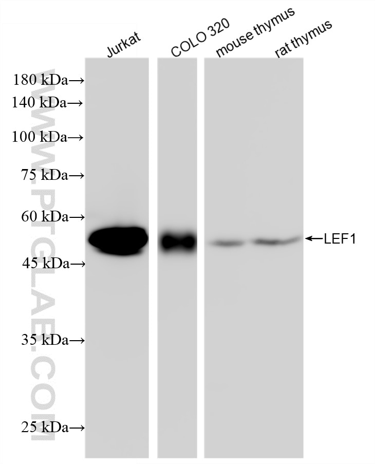 WB analysis using 88437-1-RR Western Blot (WB) analysis of various lysates using LEF1 Recombinant monoclonal antibody (88437-1-RR)