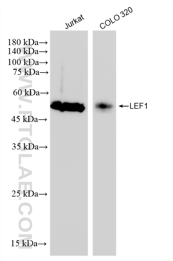 WB analysis using 88437-2-RR (same clone as 88437-2-PBS) Western Blot (WB) analysis of various lysates using LEF1 Recombinant monoclonal antibody (88437-2-RR)