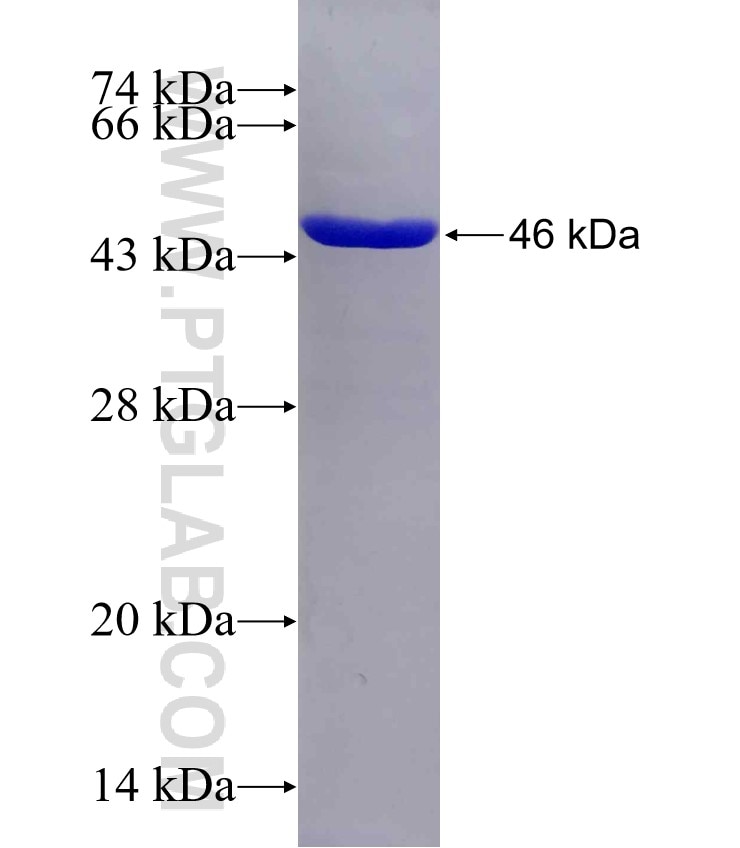 LEF1 fusion protein Ag29841 SDS-PAGE