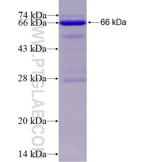 LEF1 fusion protein Ag6882 SDS-PAGE