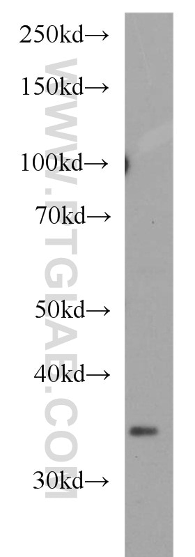 Western Blot (WB) analysis of HeLa cells using LEFTY2 Polyclonal antibody (13991-1-AP)