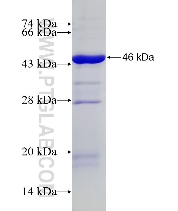 LEFTY2 fusion protein Ag5073 SDS-PAGE
