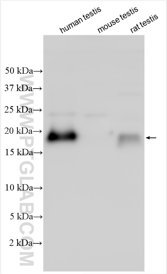 Western Blot (WB) analysis of various lysates using LELP1 Polyclonal antibody (32483-1-AP)