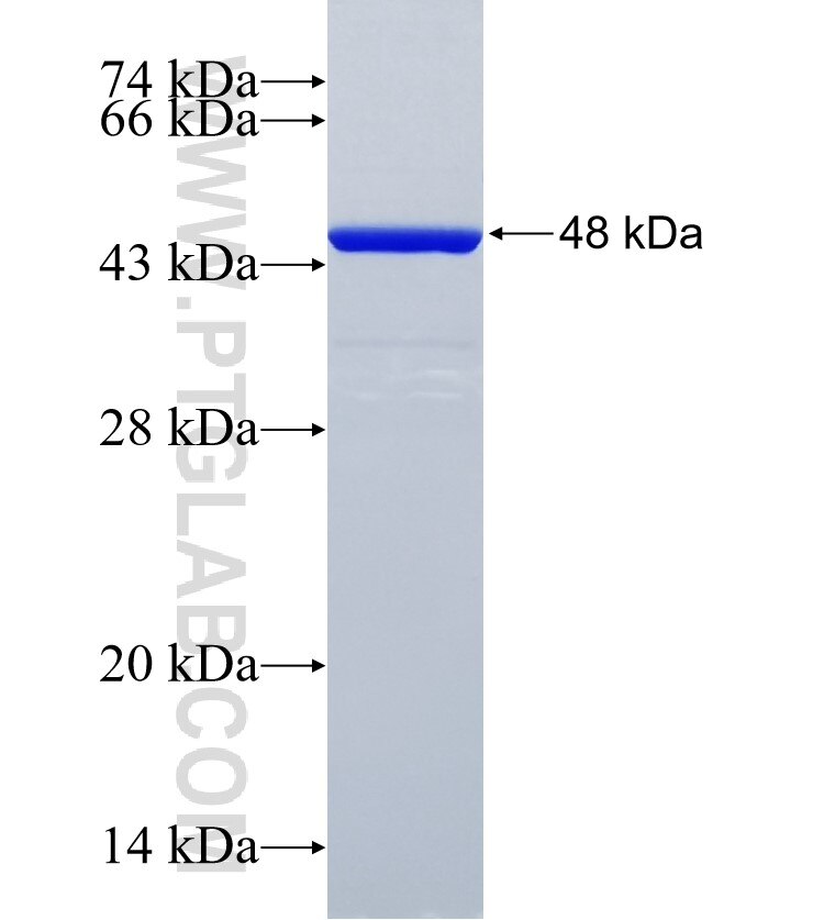 LEMD3 fusion protein Ag35416 SDS-PAGE