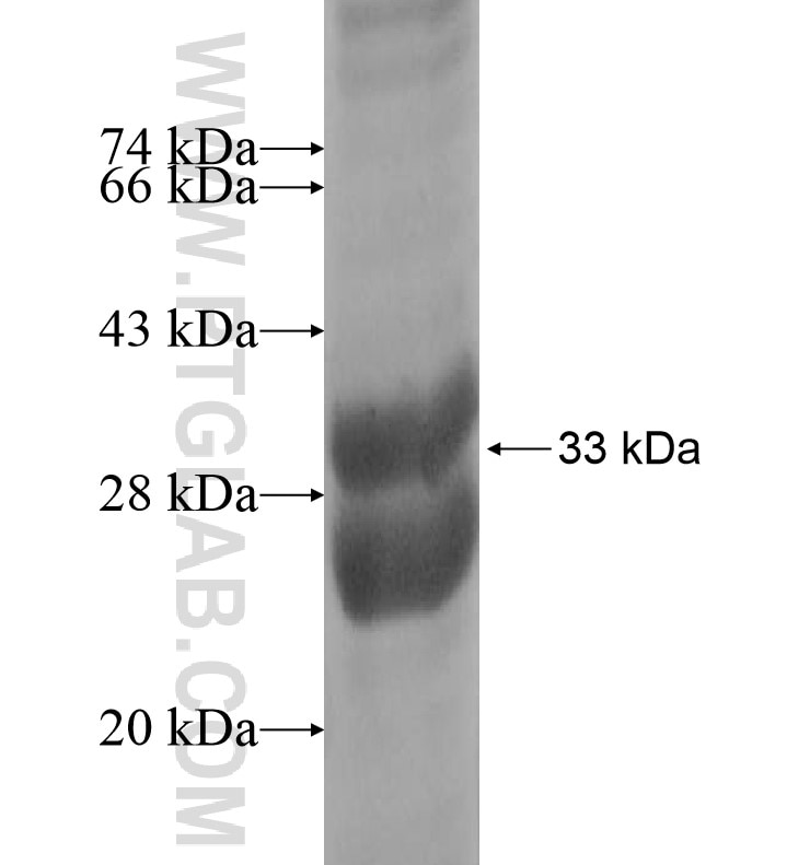 LENEP fusion protein Ag16427 SDS-PAGE