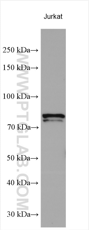 Western Blot (WB) analysis of various lysates using LENG8 Polyclonal antibody (13336-1-AP)