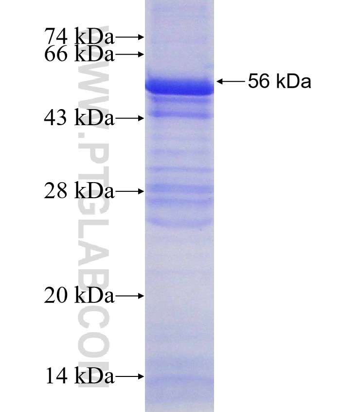 LENG8 fusion protein Ag4153 SDS-PAGE