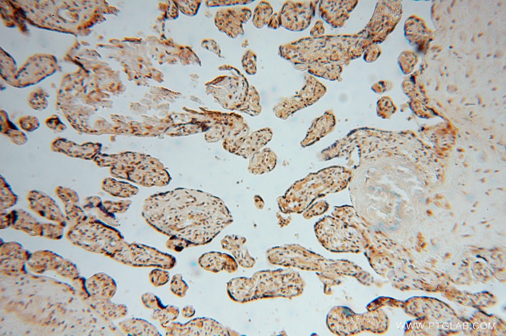 Immunohistochemistry (IHC) staining of human placenta tissue using LENG9 Polyclonal antibody (16295-1-AP)