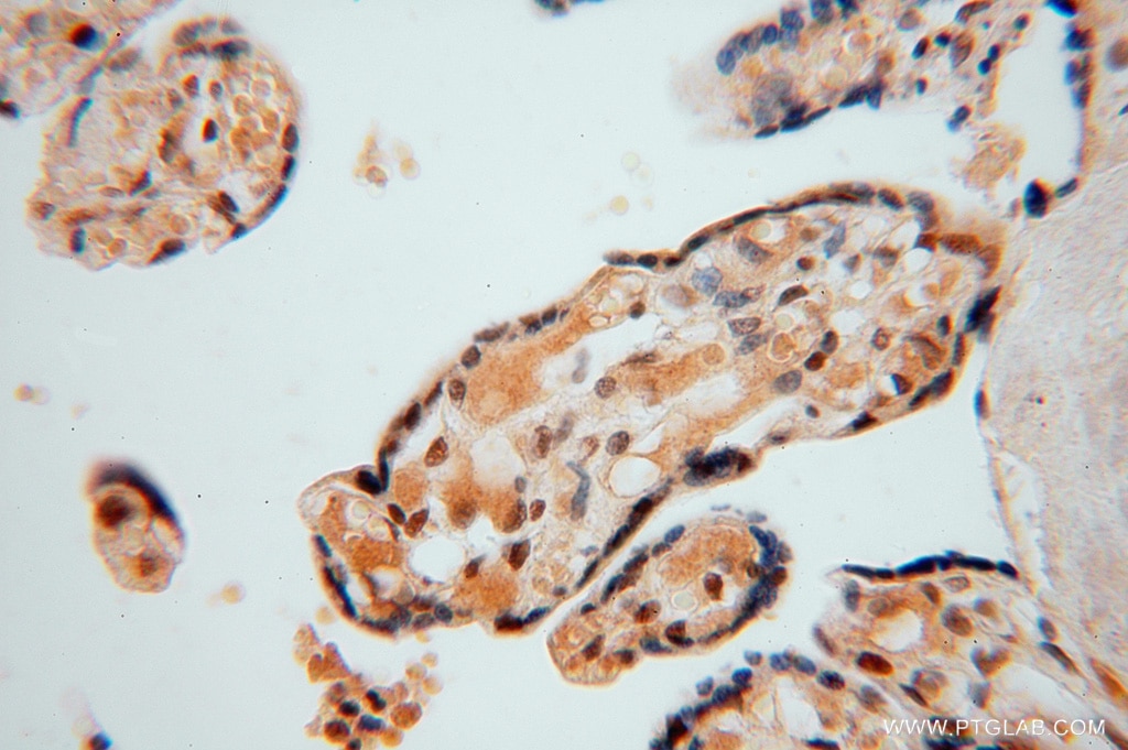 Immunohistochemistry (IHC) staining of human placenta tissue using LENG9 Polyclonal antibody (16295-1-AP)