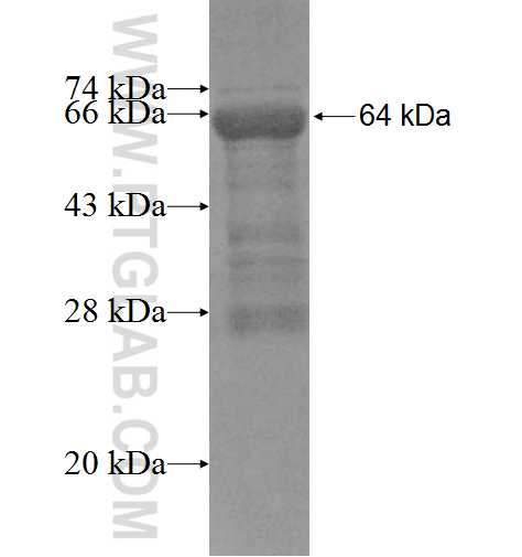 LENG9 fusion protein Ag9481 SDS-PAGE