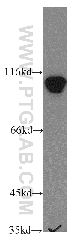 Western Blot (WB) analysis of HL-60 cells using LEO1 Polyclonal antibody (12281-1-AP)