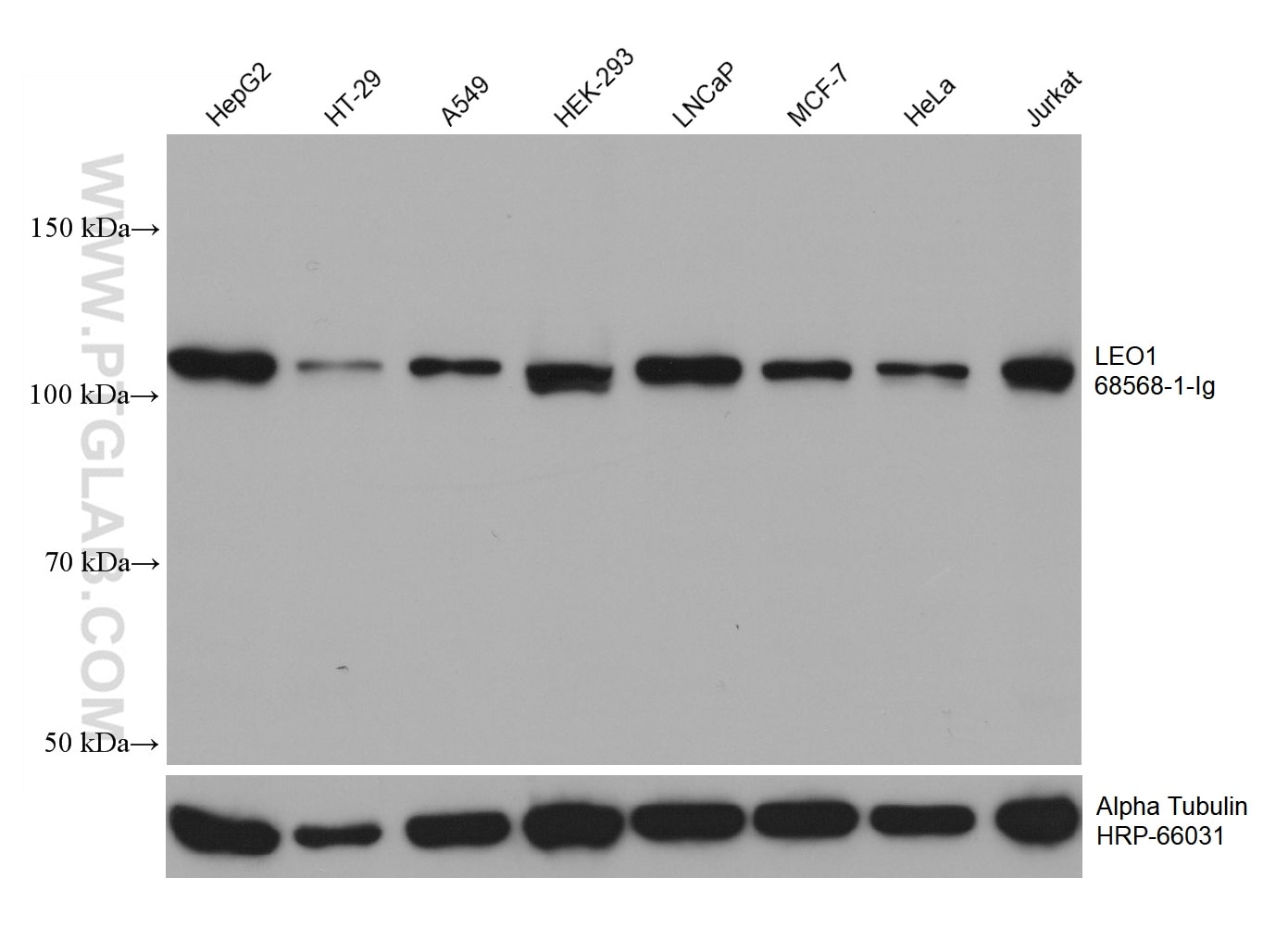 Western Blot (WB) analysis of various lysates using LEO1 Monoclonal antibody (68568-1-Ig)
